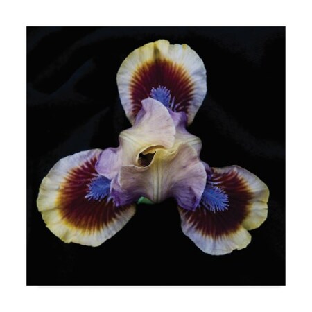Trademark Fine Art Kurt Shaffer 'Iris Study 2' Canvas Art, 35x35 KS01384-C3535GG